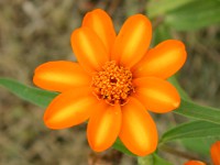 ホソバヒャクニチソウ〔細葉百日草〕の花（写真）