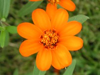 ホソバヒャクニチソウ〔細葉百日草〕の花（写真）