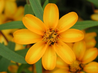 ホソバヒャクニチソウ〔細葉百日草〕の花（写真）