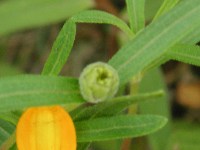 ホソバヒャクニチソウ〔細葉百日草〕の花（写真）