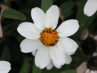 ホソバヒャクニチソウ〔細葉百日草〕の花（写真）