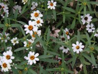 ホソバヒャクニチソウ〔細葉百日草〕の花（写真）