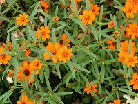 ホソバヒャクニチソウ〔細葉百日草〕の花（写真）