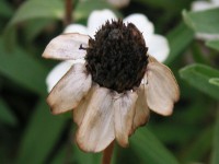 ホソバヒャクニチソウ〔細葉百日草〕の花（写真）