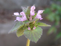写真「ホトケノザ〔仏の座〕の花」