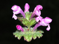 写真「ホトケノザ〔仏の座〕の花」