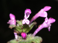 写真「ホトケノザ〔仏の座〕の花」