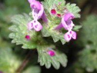 写真「ホトケノザ〔仏の座〕の花」