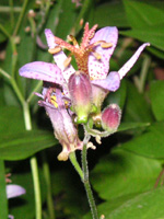 ホトトギス〔杜鵑草〕の花（写真）