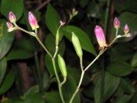 ホトトギス〔杜鵑草〕の花（写真）