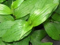 ホトトギス〔杜鵑草〕の花（写真）