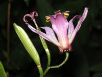 ホトトギス〔杜鵑草〕の花（写真）