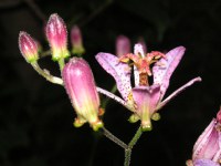 ホトトギス〔杜鵑草〕の花（写真）