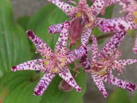 ホトトギス〔杜鵑草〕の花（写真）