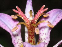 ホトトギス〔杜鵑草〕の花（写真）