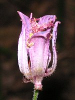 ホトトギス〔杜鵑草〕の花（写真）