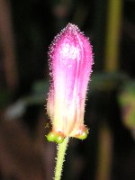 ホトトギス〔杜鵑草〕の花（写真）