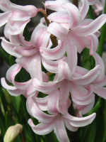 �c�c�W�̉�