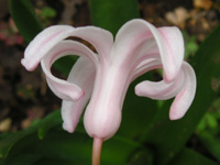 �c�c�W�̉�