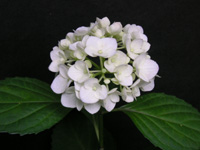 アジサイの写真