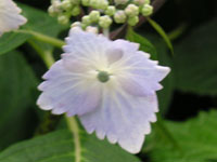 アジサイの写真