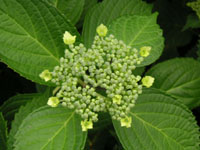 アジサイの写真