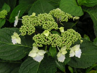 アジサイの写真