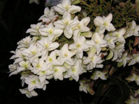 カシワバアジサイの写真