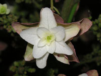 カシワバアジサイの写真