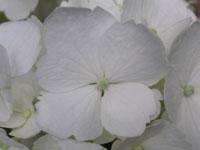 アジサイの写真