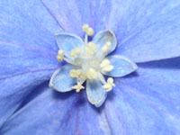 アジサイの写真