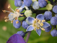 アジサイの写真