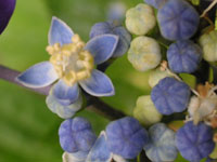 アジサイの写真