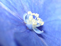 アジサイの写真