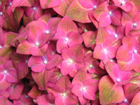 アジサイ「グリーンシャドー」の写真