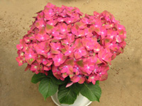 アジサイ「グリーンシャドー」の写真