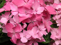 アジサイ「コメット」の写真