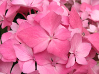 アジサイ「コメット」の写真