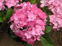 アジサイ「コメット」の写真