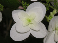 カシワバアジサイの写真