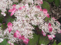 写真「山アジサイの花」