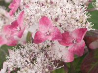 写真「山アジサイの花」