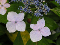 アジサイの写真