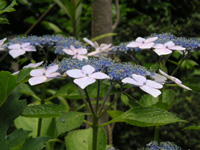 アジサイの写真