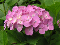 アジサイの写真