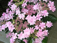 写真「ガクアジサイ〔ダンスパーティー〕の花」