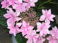 写真「ガクアジサイ〔ダンスパーティー〕の花」