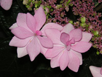 写真「ガクアジサイ〔ダンスパーティー〕の花」