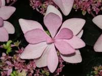 写真「ガクアジサイ〔ダンスパーティー〕の花」