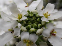 イベリス〔Iberis〕の花（写真）